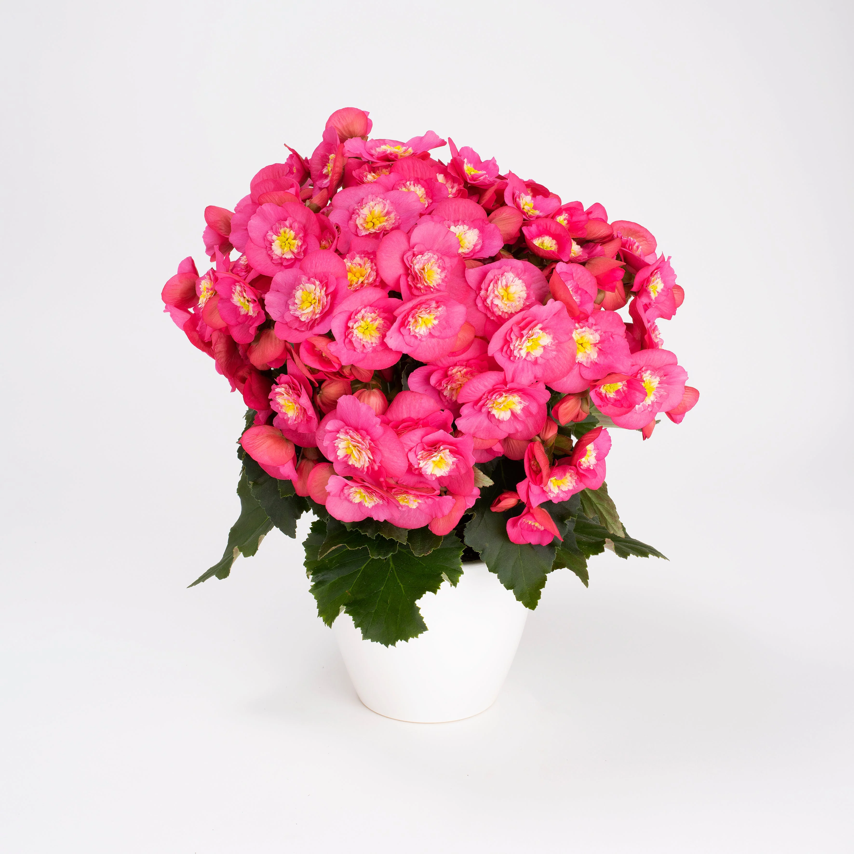 Miniature 2