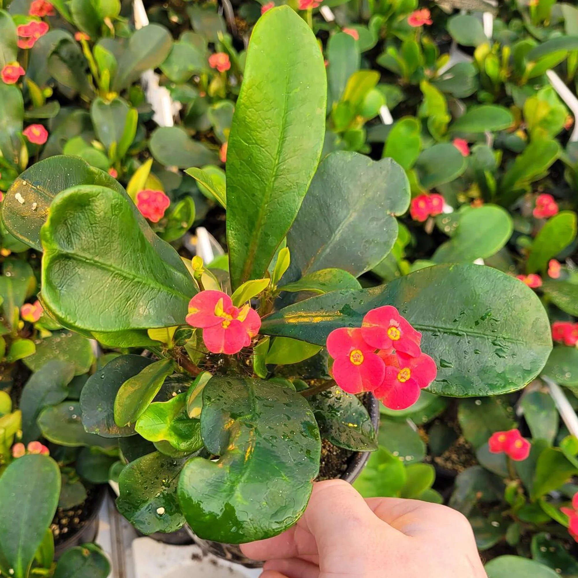 Miniature 2