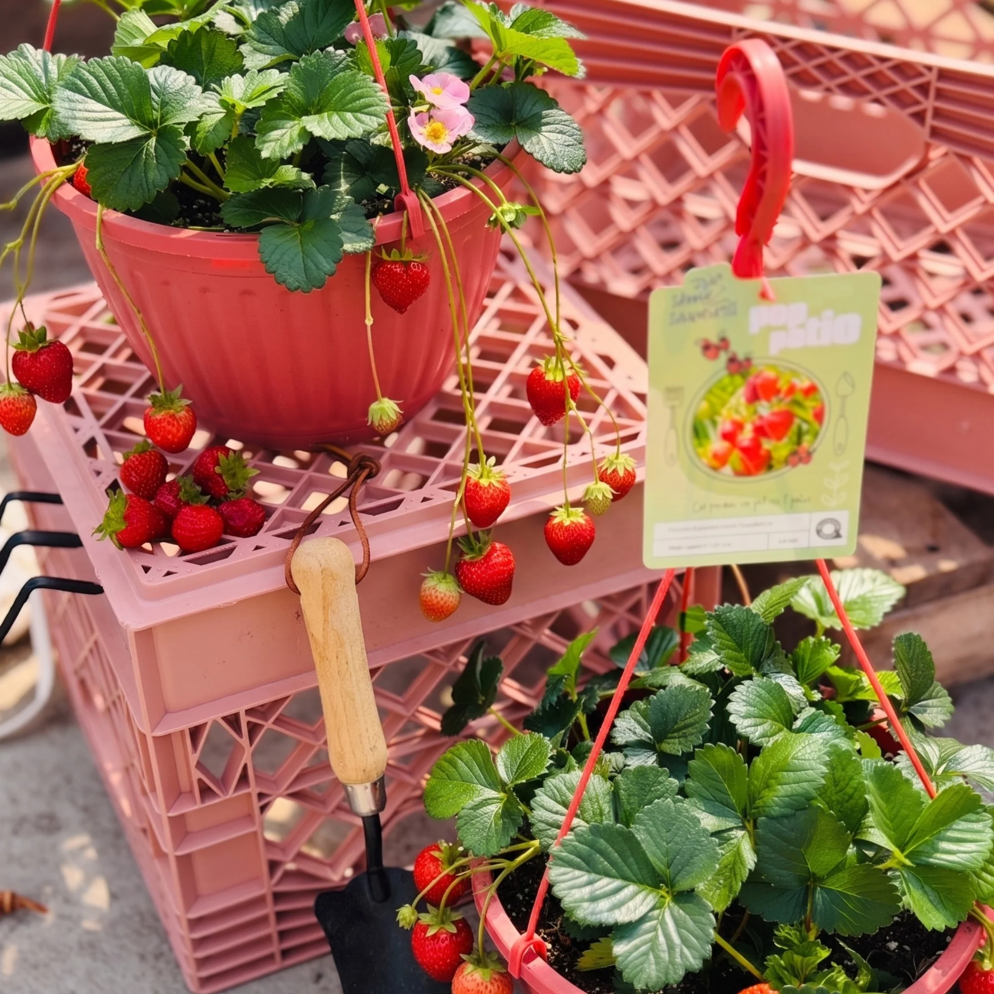 Petits fruits