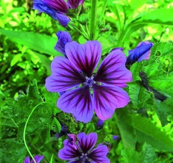 Miniature 1