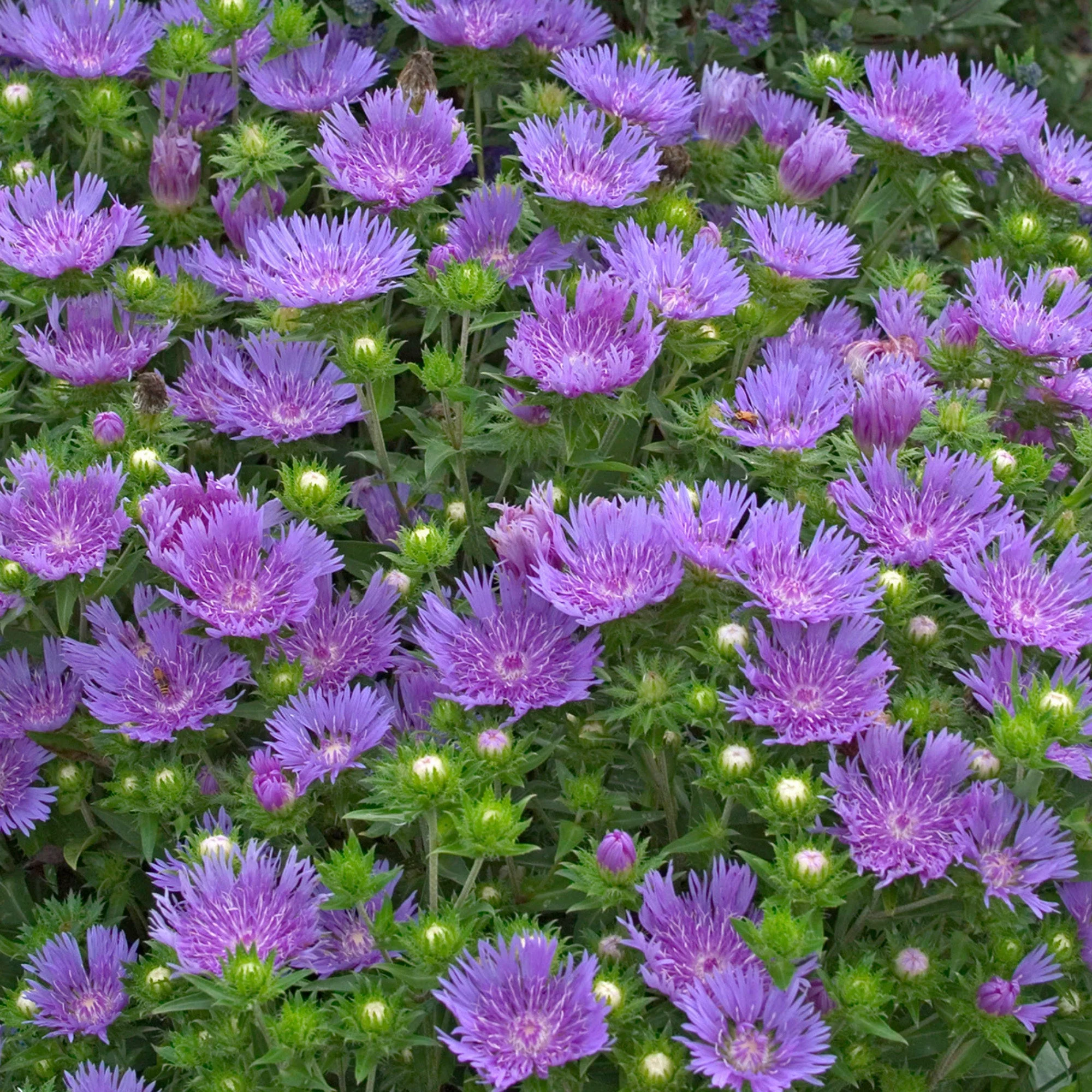 Miniature 1